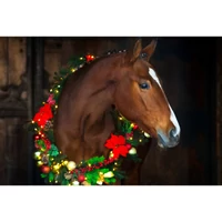 Premium Horse Feeds Adventi Naptár