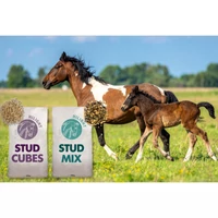 Baileys HiLight Stud termékcsalád – prémium minőség, kiváló ár-érték arányban, kompromisszumok nélkül