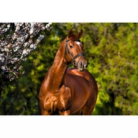 Tavaszi szőrváltás – támogasd belülről is lovadat!