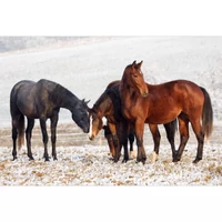 Téli takarmányozási tippek – így tartsd jó kondícióban lovad a hideg hónapokban