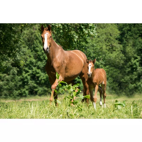 Itt a csikószezon! Praktikus tippek a kanca és a csikó takarmányozásához