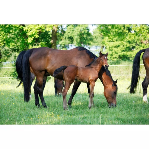 Tenyésztápok szerepe a lovak fejlődésében
