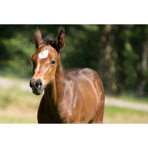 Prémium alapok a jövő sport- és tenyészlovainak