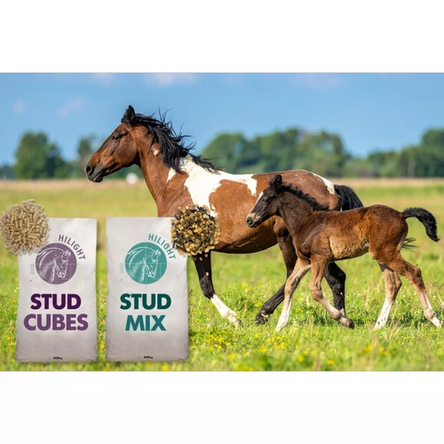 Baileys HiLight Stud termékcsalád – prémium minőség, kiváló ár-érték arányban, kompromisszumok nélkül