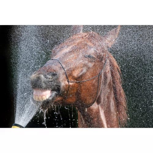 Hőségriadó idején: így támogasd lovad hidratáltságát és elektrolit-egyensúlyát