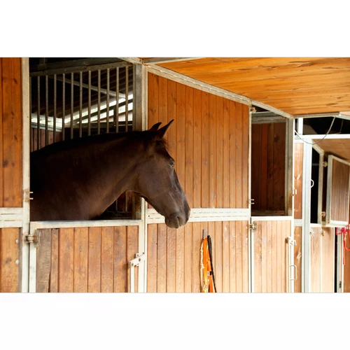 Mi történik, amikor a ló bezárva marad?