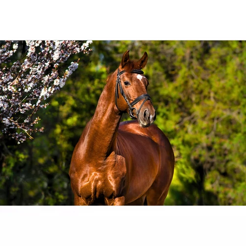 Tavaszi szőrváltás – támogasd belülről is lovadat!