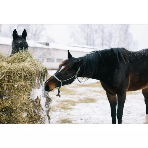 Így támogasd lovad egészségét télen – takarmányozási tippek a hideg hónapokra