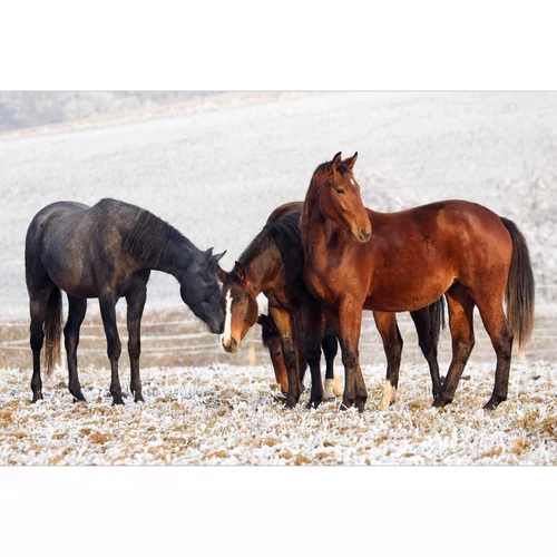 Téli takarmányozási tippek – így tartsd jó kondícióban lovad a hideg hónapokban